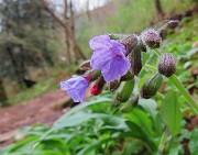 11 Pulmonaria officinalis (Polmonaria)